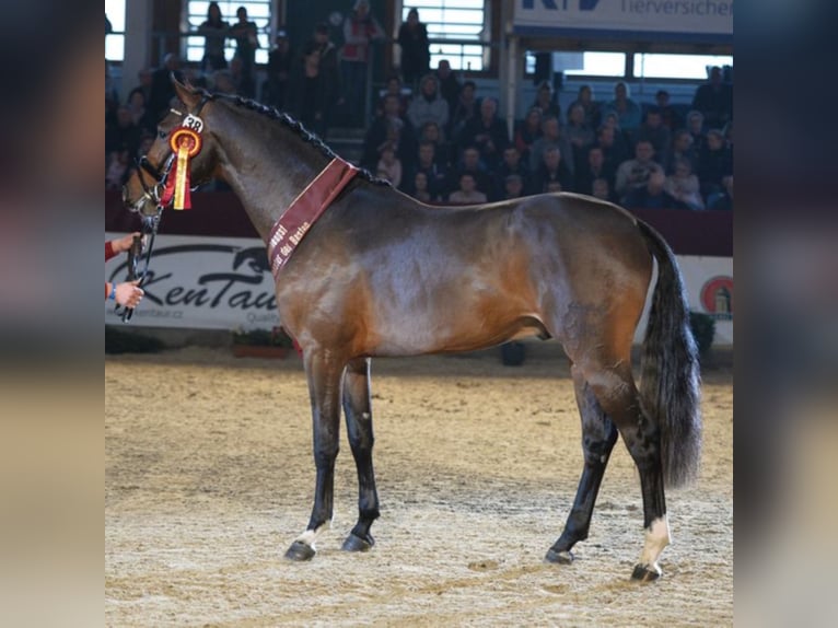 German Sport Horse Stallion Brown in Klein Offenseth-Sparrieshoop
