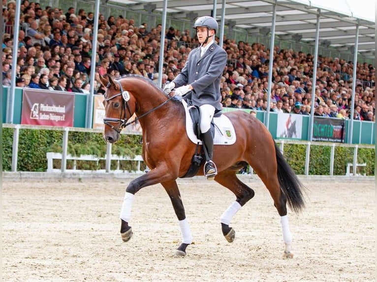 German Sport Horse Stallion Brown in Moritzburg