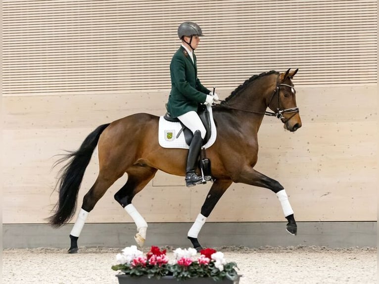 German Sport Horse Stallion Brown in Moritzburg