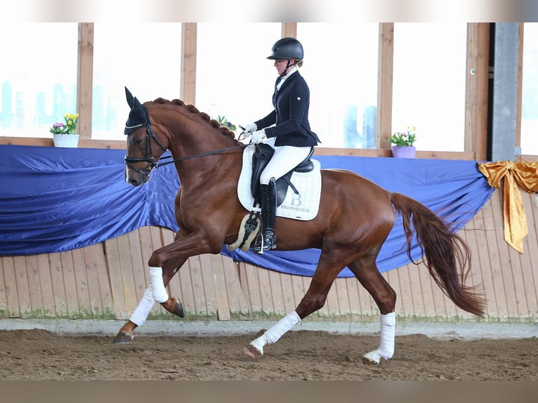 German Sport Horse Stallion Chestnut-Red in Riedstadt