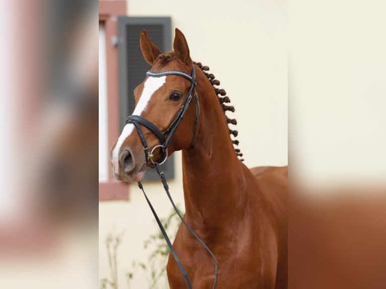 German Sport Horse Stallion Chestnut-Red in Umpfenbach