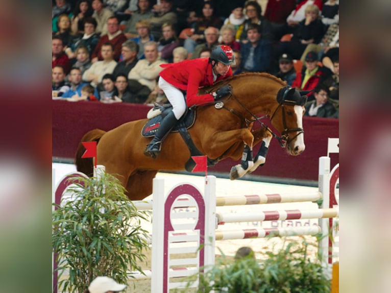 German Sport Horse Stallion Chestnut-Red in Löningen