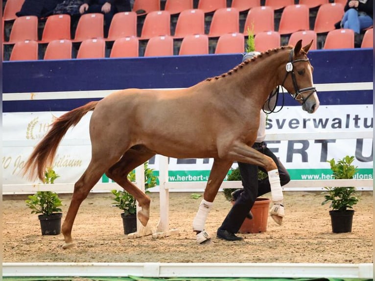 German Sport Horse Stallion Chestnut-Red in Torgau