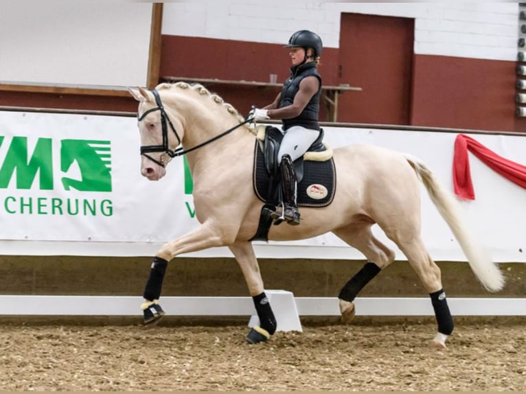 German Sport Horse Stallion Cremello in Marl