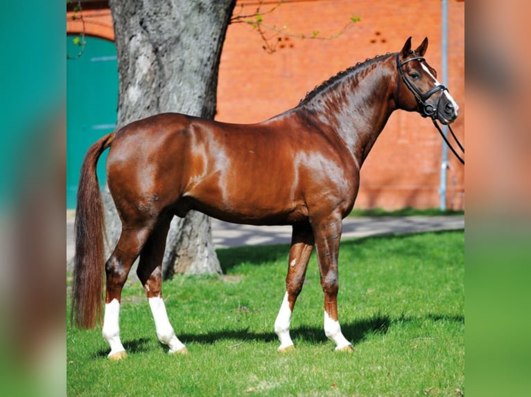 German Sport Horse Stallion in Klein Offenseth-Sparrieshoop