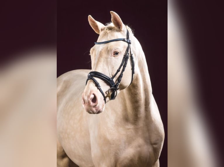 German Sport Horse Stallion in Marl