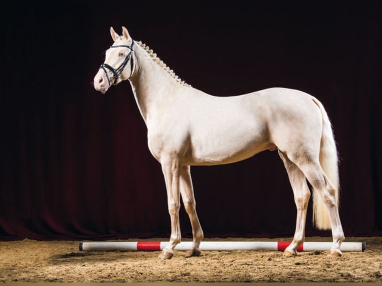 German Sport Horse Stallion in Marl