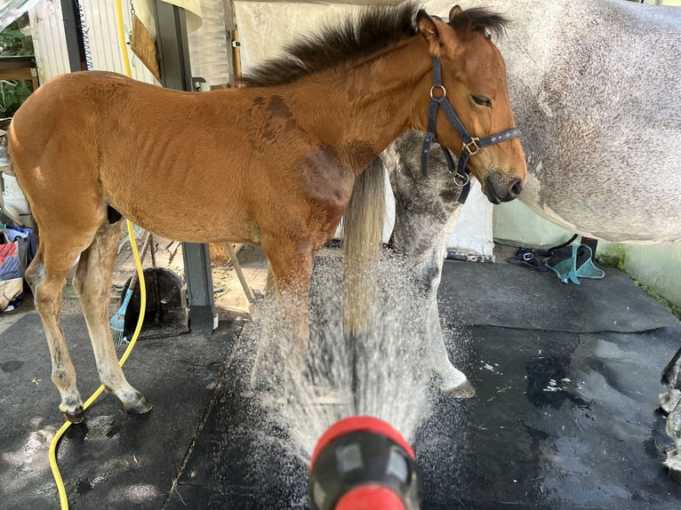German Sport Horse Stallion  12,1 hh Brown in Erkenbrechtsweiler