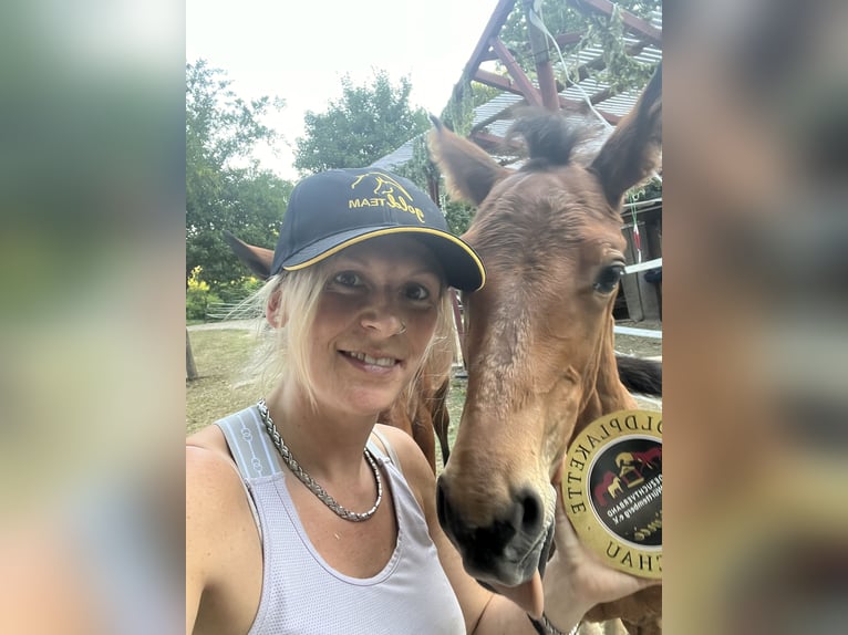 German Sport Horse Stallion  12,1 hh Brown in Erkenbrechtsweiler