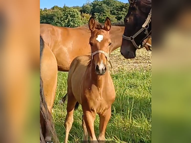 German Sport Horse Stallion Foal (06/2025) 12,2 hh Brown in Bottenbach