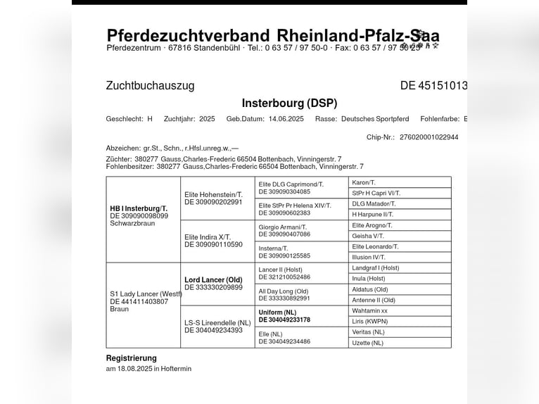 German Sport Horse Stallion Foal (06/2025) 12,2 hh Brown in Bottenbach