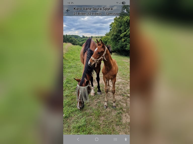 German Sport Horse Stallion Foal (06/2025) 12,2 hh Brown in Bottenbach
