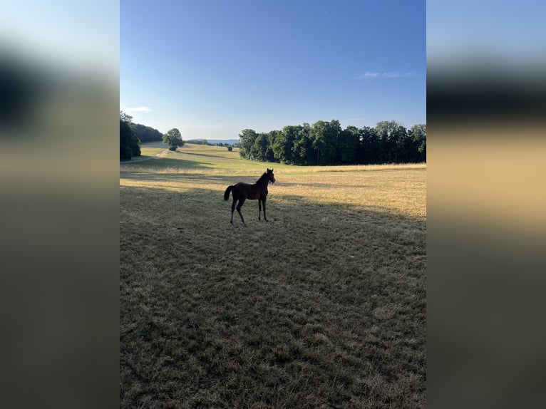 German Sport Horse Stallion Foal (04/2025) 12,2 hh Brown in Erkenbrechtsweiler