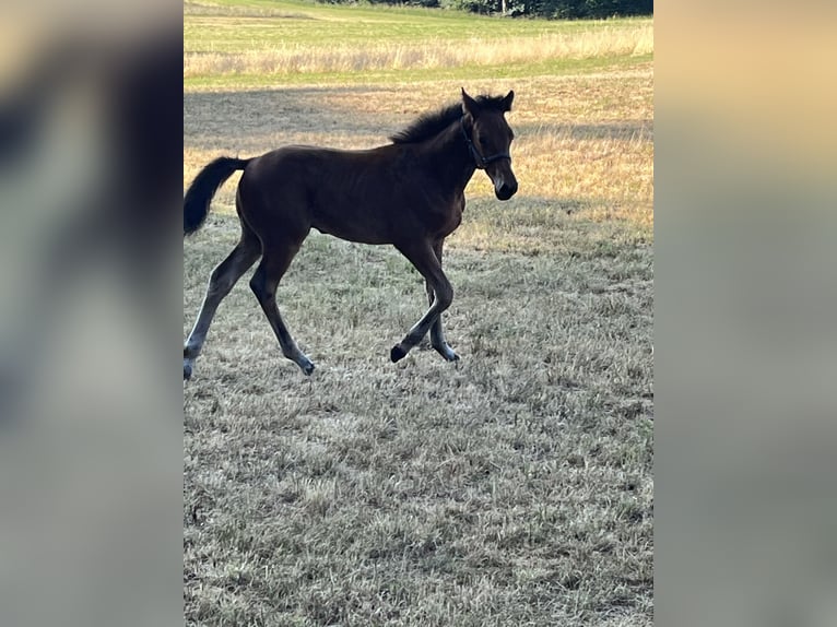 German Sport Horse Stallion Foal (04/2025) 12,2 hh Brown in Erkenbrechtsweiler