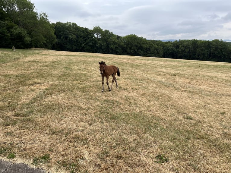 German Sport Horse Stallion Foal (04/2025) 12,2 hh Brown in Erkenbrechtsweiler