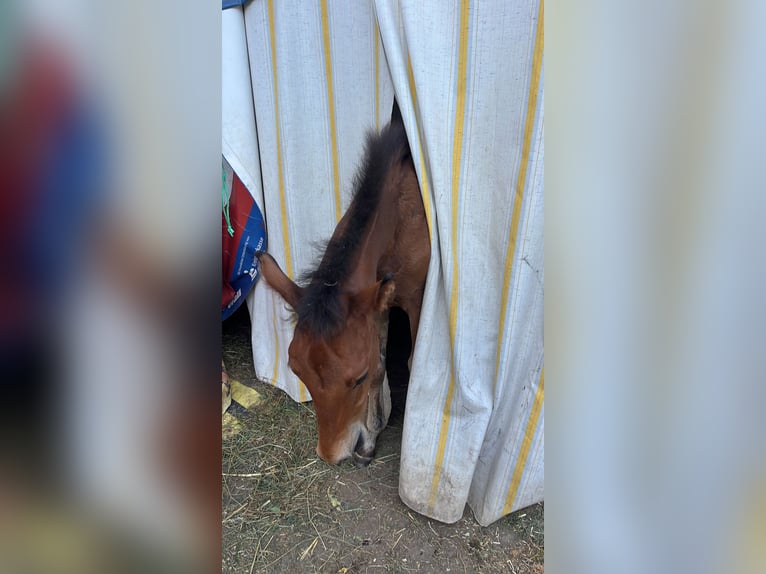 German Sport Horse Stallion Foal (04/2025) 12,2 hh Brown in Erkenbrechtsweiler