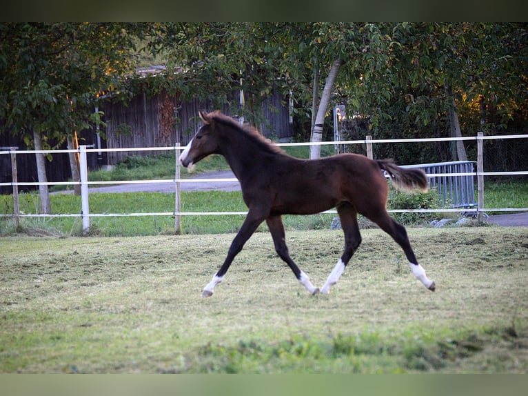 German Sport Horse Stallion Foal (06/2025) 14 hh Bay-Dark in Immenstaad am Bodensee
