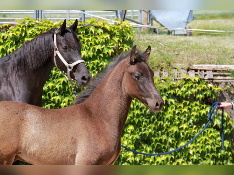 German Sport Horse Stallion Foal (03/2026) 16.1 hh Black in Neckargemünd