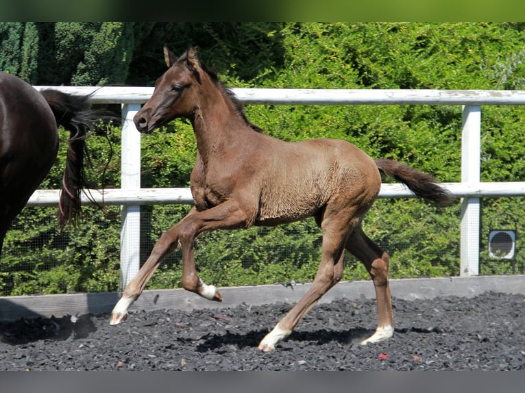 German Sport Horse Stallion Foal (03/2026) 16.1 hh Black in Neckargemünd