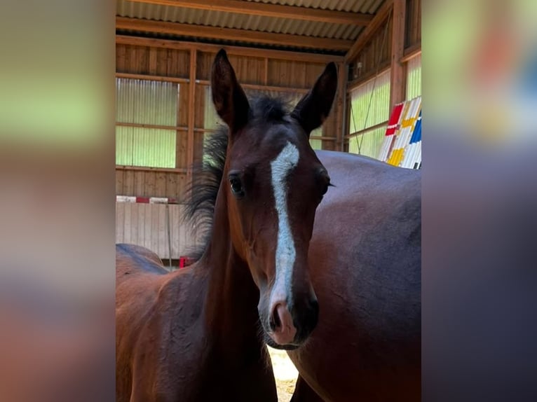 German Sport Horse Stallion Foal (05/2026) 16.1 hh Brown in Mainhardt
