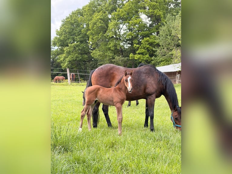 German Sport Horse Stallion Foal (05/2026) 16.1 hh Brown in Mainhardt