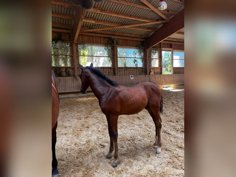 German Sport Horse Stallion Foal (05/2026) 16.1 hh Brown in Mainhardt