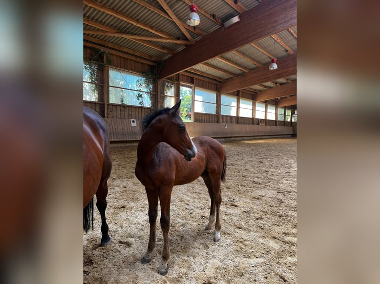 German Sport Horse Stallion Foal (05/2026) 16.1 hh Brown in Mainhardt