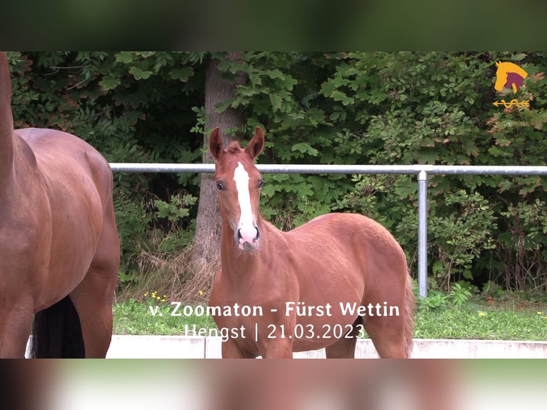 German Sport Horse Stallion Foal (03/2023) 16,1 hh in Beilrode