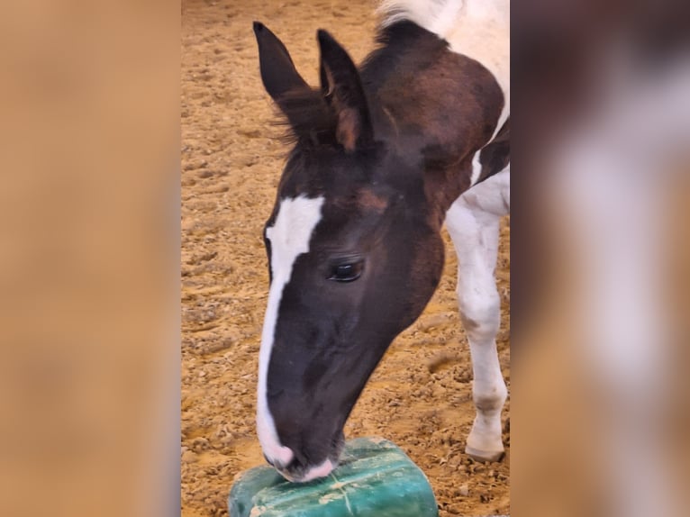 German Sport Horse Stallion Foal (06/2024) 16,1 hh Pinto in Kirchdorf