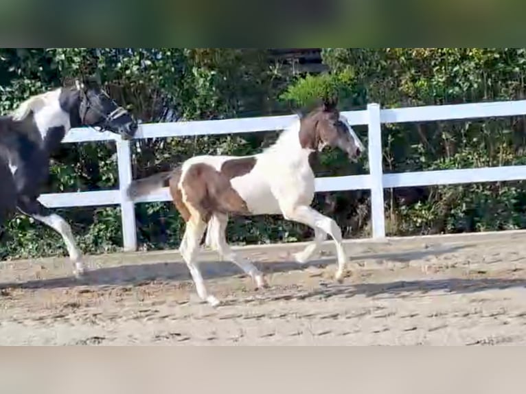 German Sport Horse Stallion Foal (06/2024) 16,1 hh Pinto in Kirchdorf