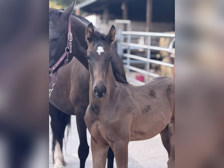 German Sport Horse Stallion Foal (05/2026) 16.1 hh Smoky-Black in Ottweiler