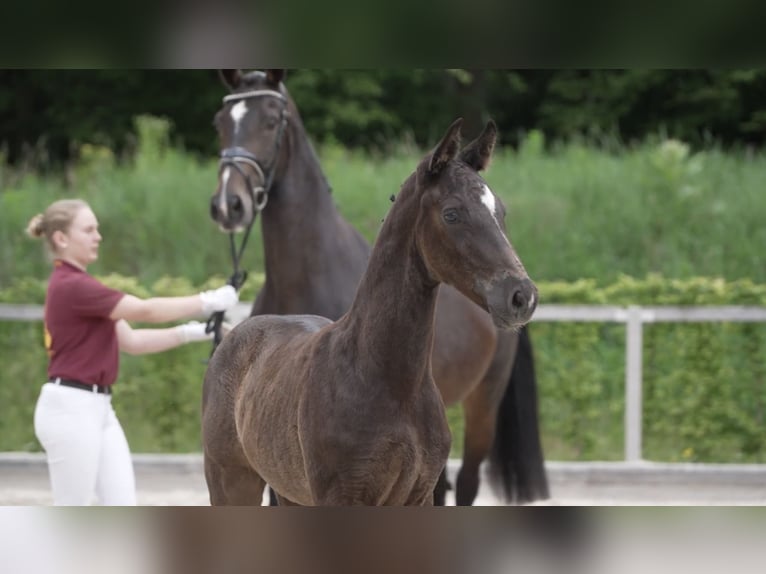 German Sport Horse Stallion Foal (04/2024) 16,2 hh Bay-Dark in Belgern