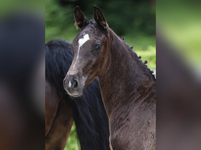 German Sport Horse Stallion Foal (04/2024) 16,2 hh Bay-Dark in Belgern