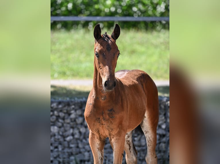 German Sport Horse Stallion Foal (05/2024) 16,2 hh Bay-Dark in Königsmoos