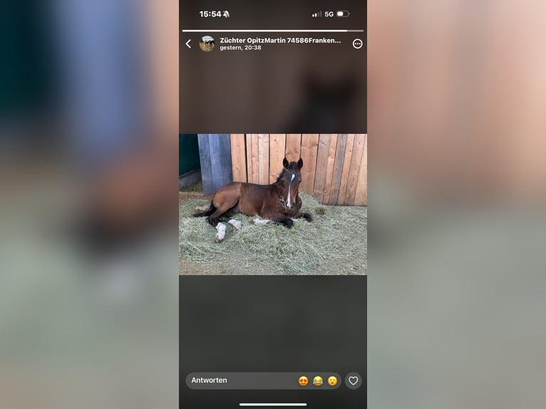 German Sport Horse Stallion Foal (04/2026) 16.2 hh Bay-Dark in Wolpertshausen