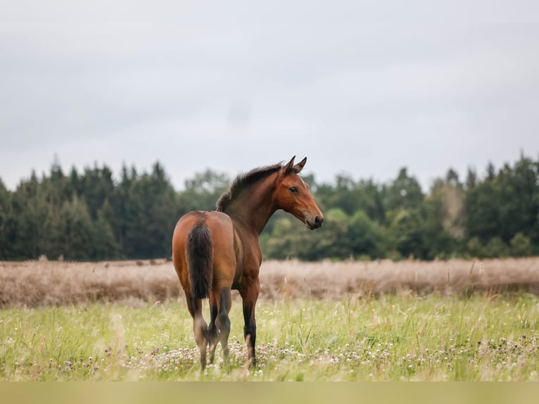 German Sport Horse Stallion Foal (04/2024) 16,2 hh Bay-Dark in Oberthulba