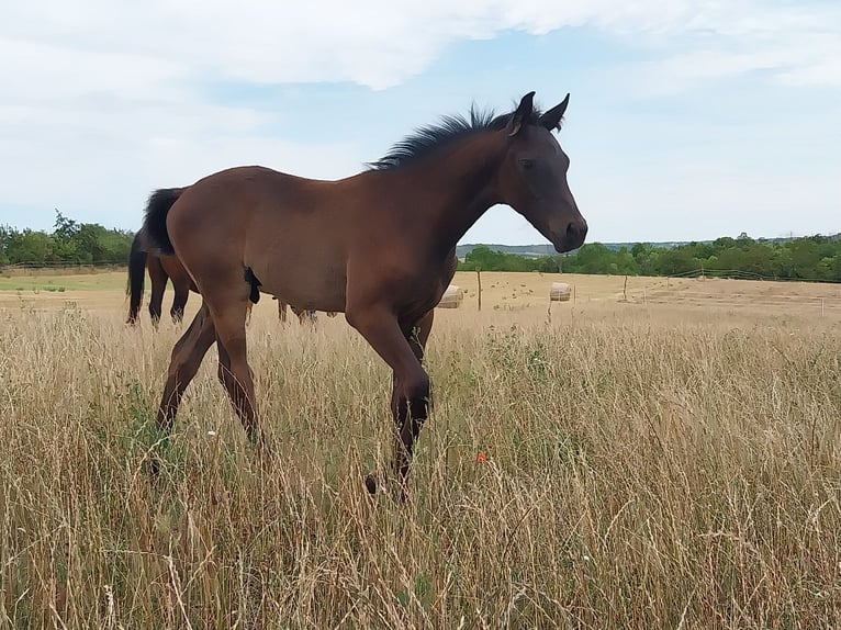 German Sport Horse Stallion  16,2 hh Black in Querfurt