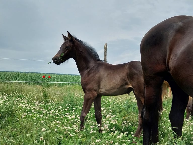 German Sport Horse Stallion  16,2 hh Black in Querfurt