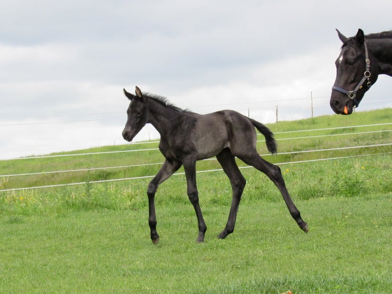 German Sport Horse Stallion Foal (01/2026) 16.2 hh Black in Querfurt