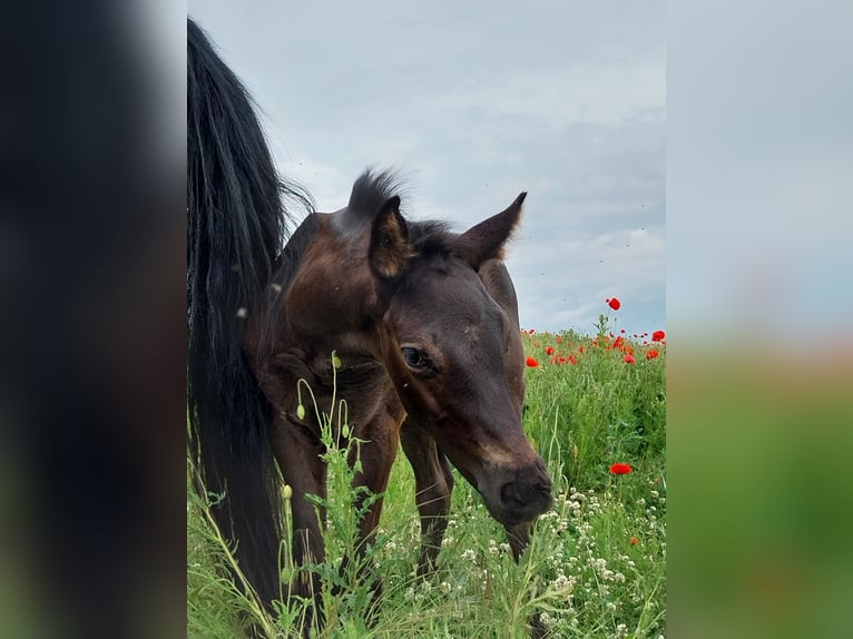 German Sport Horse Stallion  16,2 hh Black in Querfurt