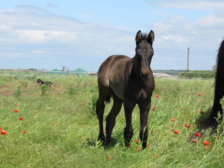 German Sport Horse Stallion Foal (05/2026) 16.2 hh Black in Querfurt