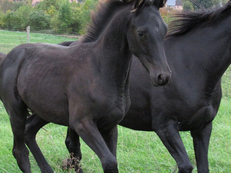 German Sport Horse Stallion Foal (04/2025) 16,2 hh Black in Querfurt