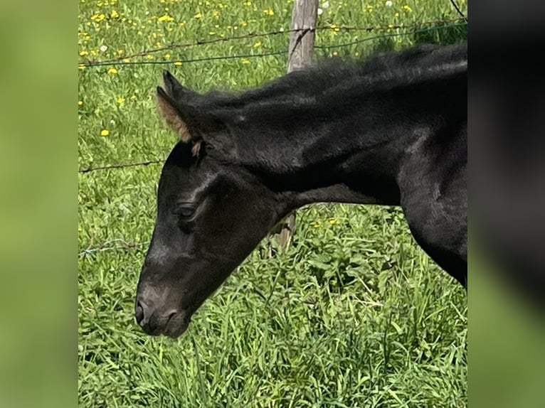 German Sport Horse Stallion Foal (05/2024) 16,2 hh Black in Halblech