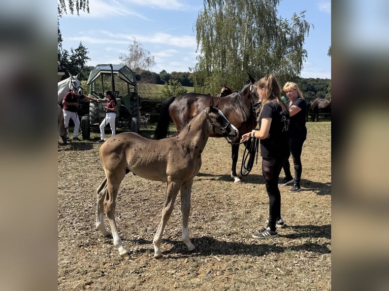 German Sport Horse Stallion Foal (06/2026) 16.2 hh Black in Sachsen