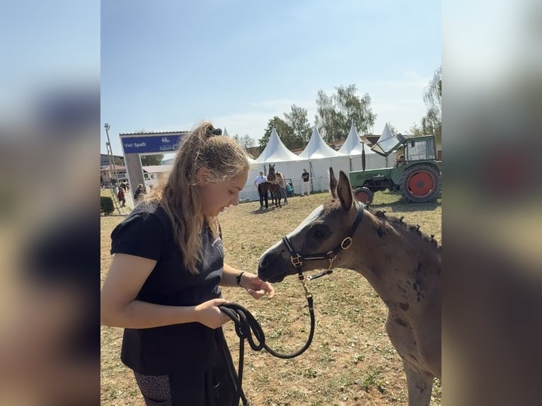 German Sport Horse Stallion Foal (06/2026) 16.2 hh Black in Sachsen