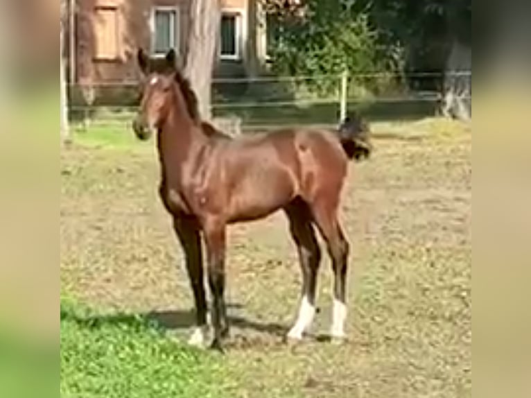 German Sport Horse Stallion Foal (03/2024) 16,2 hh Brown in Mahlow