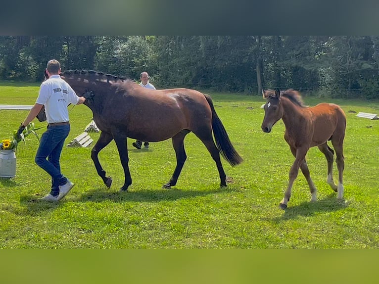 German Sport Horse Stallion Foal (03/2024) 16,2 hh Brown in Mahlow