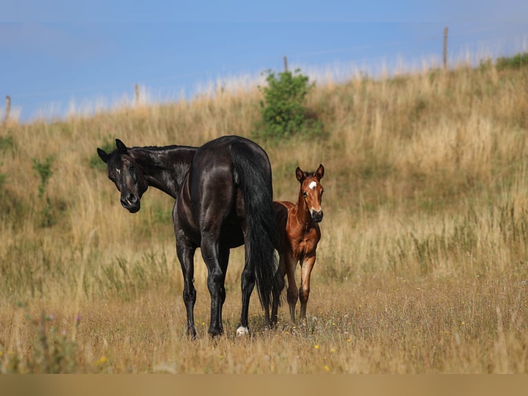 German Sport Horse Stallion Foal (07/2026) 16.2 hh Brown in Ebersberg