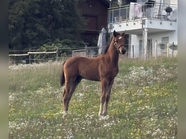 German Sport Horse Stallion Foal (07/2026) 16.2 hh Brown in Ebersberg