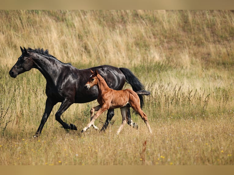 German Sport Horse Stallion Foal (07/2026) 16.2 hh Brown in Ebersberg